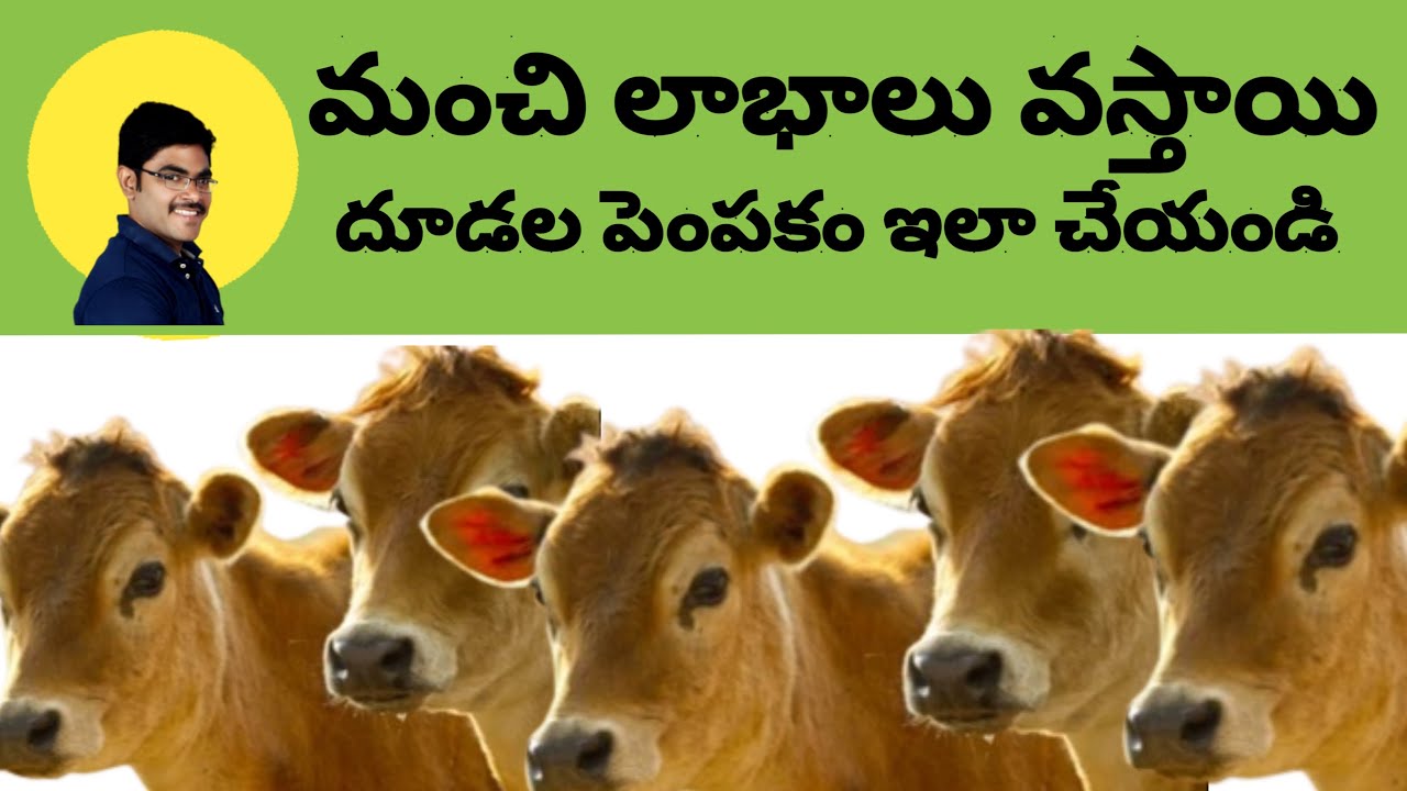 How to do Calf rearing with profits | లాభదాయకమైన దూడల పెంపకం