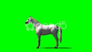 white horse motion - royalty Free Green Screen