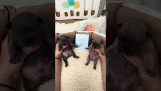 Puppy Growth 1-30 Days
