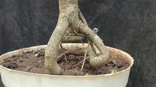 CEK HARGA BAHAN BONSAI DI PENDONGKEL KAWUK..0858-2395-8276