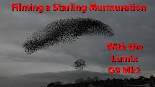 Starling Murmuration from a multi story car park with the Lumix G9 Mk2