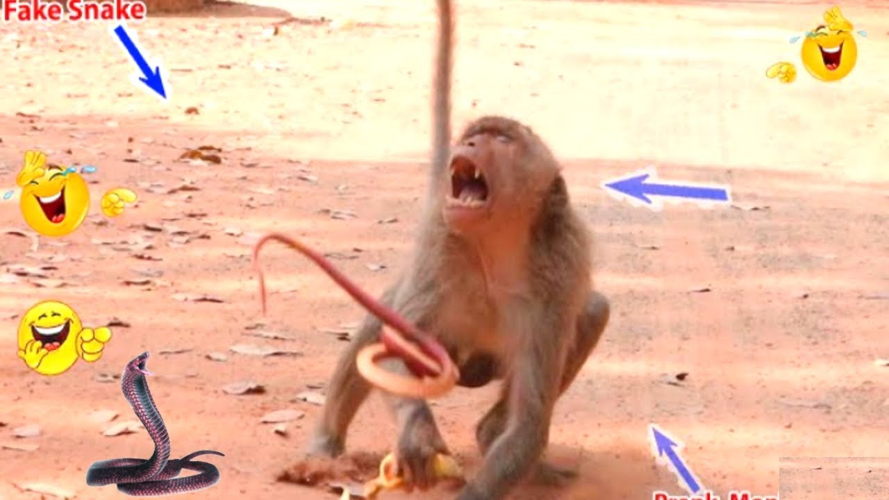 Fake Snake Prank On Monkeys Hilarious Funny Reaction | OMG..Big Reaction On Fake Snake By Monkeys