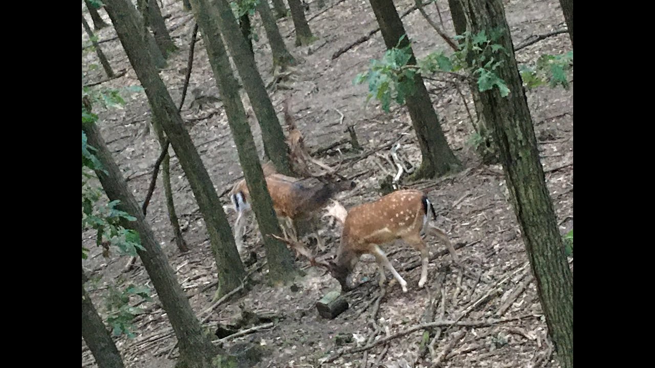 Lov lukem zvernik Kováčová