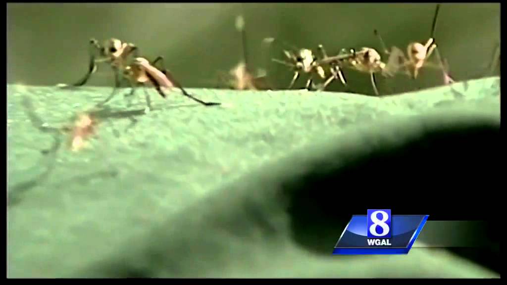 York County leads state in West Nile mosquito samples