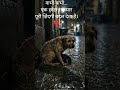 बारिश में इंसानियत की सबसे प्यारी मिसाल 🥺#EmotionalStory#DogRescue #Kindness#HeartTouching#Humanity