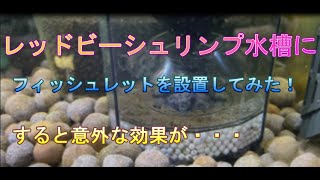 レッドビーシュリンプ水槽にフィッシュレットを設置してみた！すると意外な効果が・・・・
