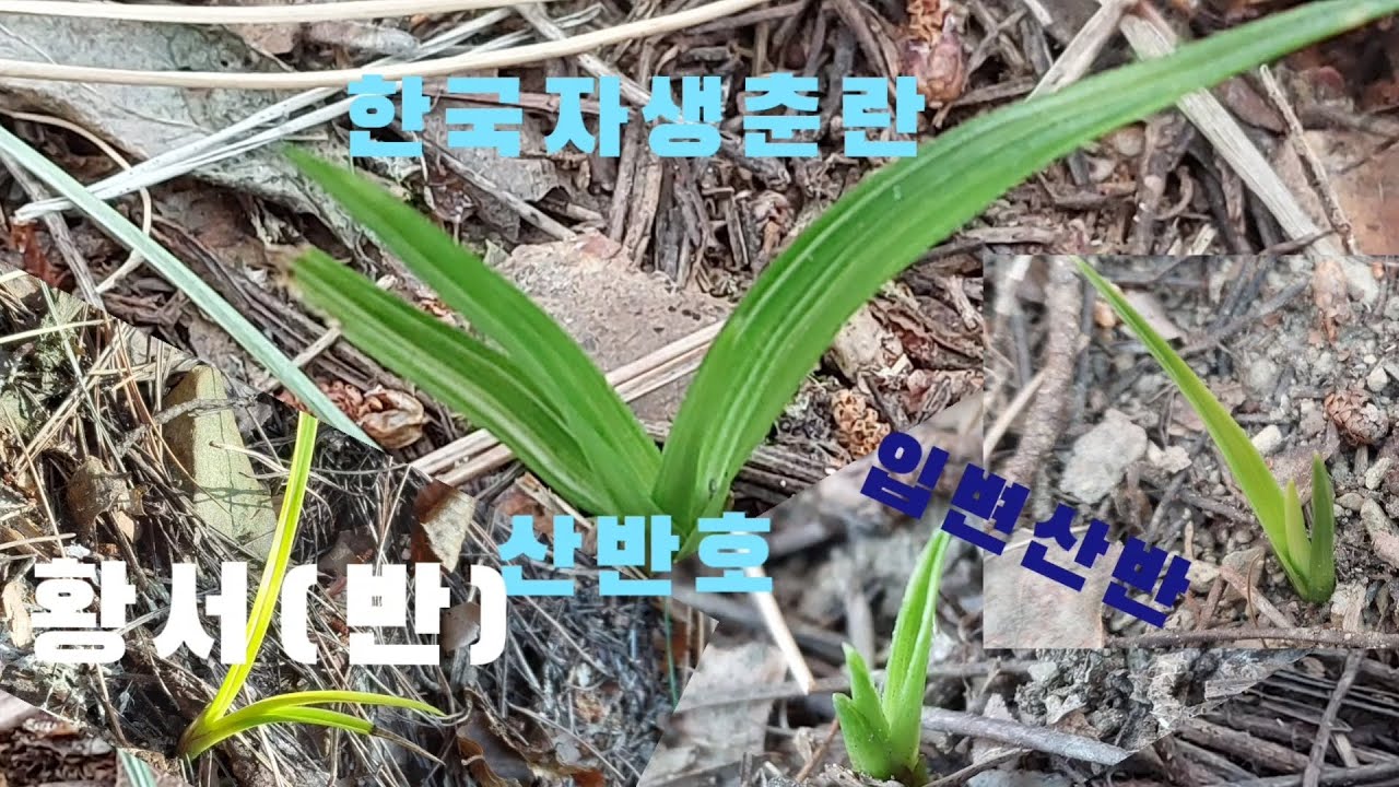 #한국춘란#산채#서반#산반#산반호#서반 입니다#난초랑