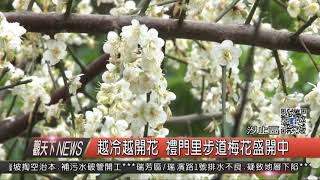 1070109觀天下新聞08 汐止區越冷越開花 禮門里步道梅花盛開中