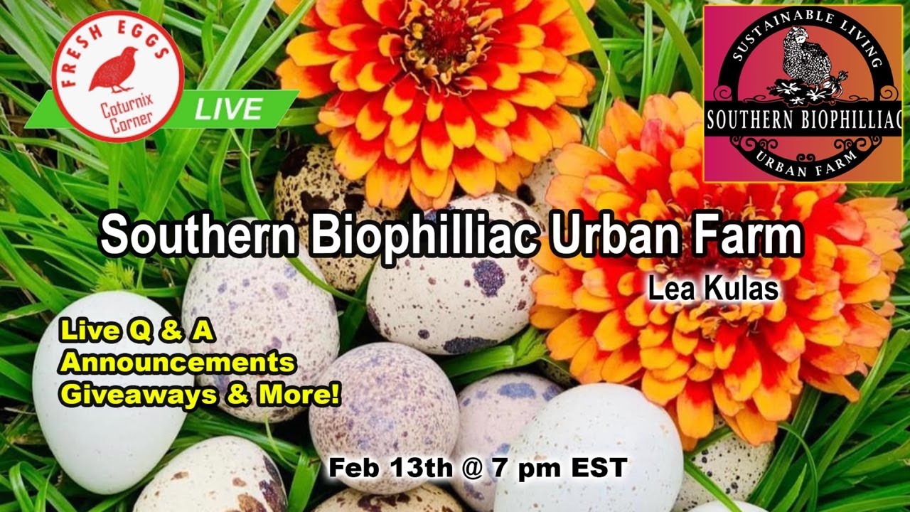 Coturnix Corner LIVE - Southern Biophilliac Urban Farm