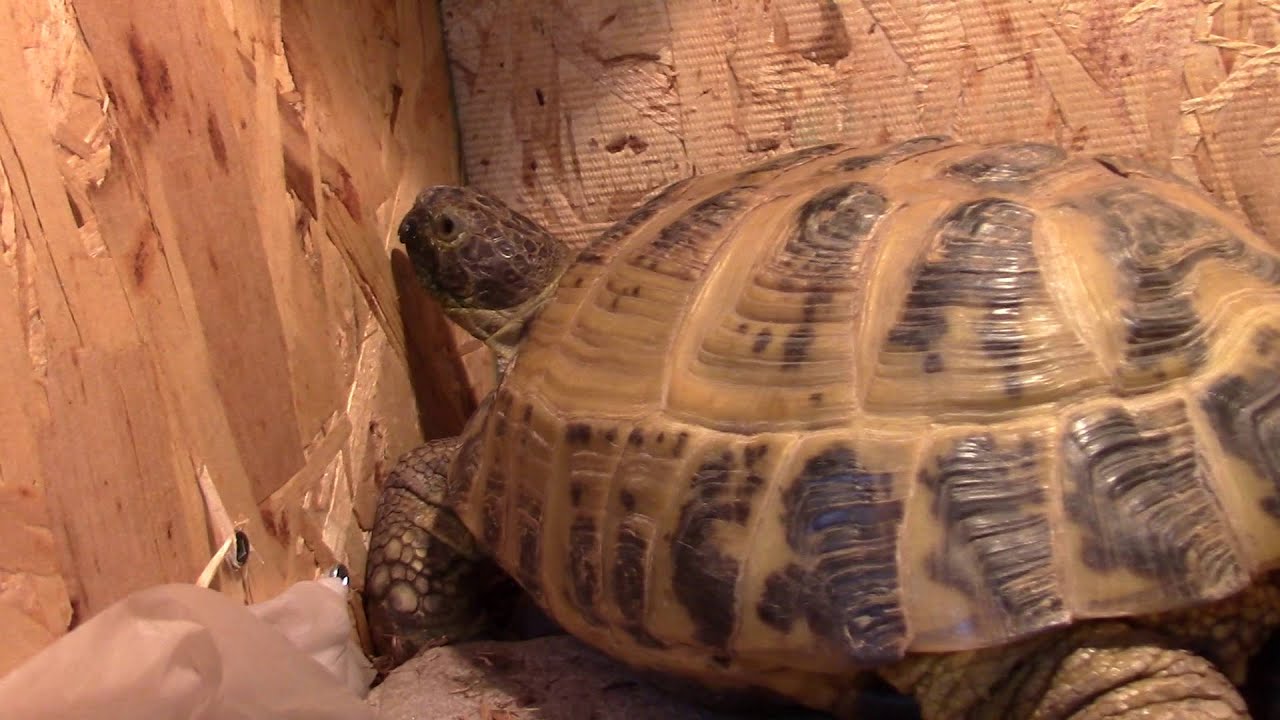 looking after tortoise