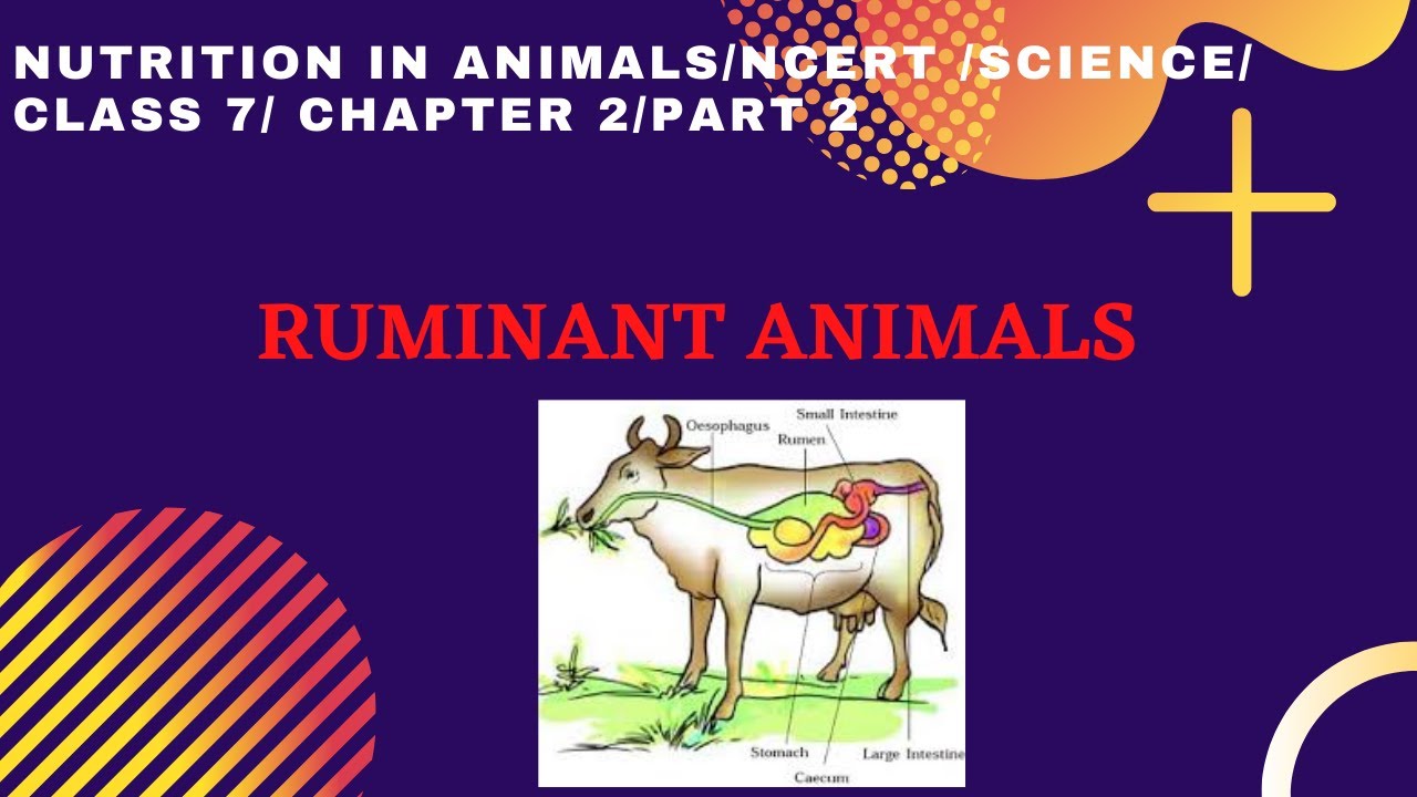Fish Meal As A Protein Supplement In Ruminant Diets: A Review – DKRISP