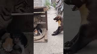 A marten attacked my cat #marten  #cat #kittens #animalencounter #wildlife
