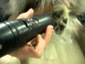 How to shave pads and trim feet on dogs How to shave pads and trim feet on dogs