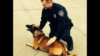 APD K9 Officer Keays Provides Update on MP