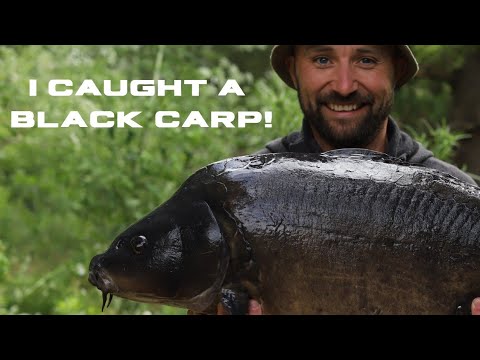 I caught a RARE BLACK mirror..... with my new BAITBOAT 👀