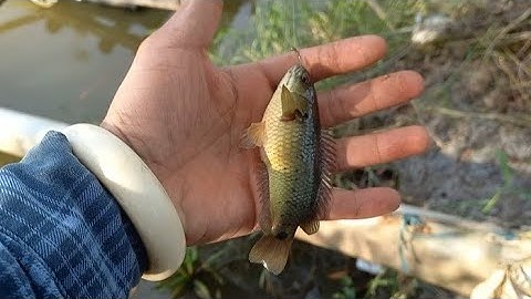 Câu Cá RÔ ĐỒNG Mùa Nước Nổi