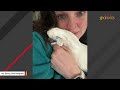 This cockatoo talks almost like a human with sore throat
