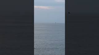 【23 11 10】【自然音】夕方の海を飛ぶ鳥 beach  海辺