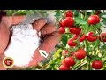 Ajoutezle au sol en fvrier et vous rcolterez de grosses tomates  jardinage