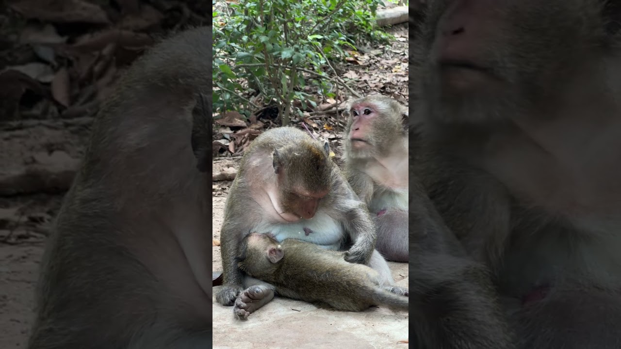 Adorable Wild Macaque Family Moments! 🐵 A compilation of cute playful antics from a monkey troop.