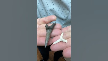 What does a paleontologist have in his collection? A goblin shark tooth  #fossils