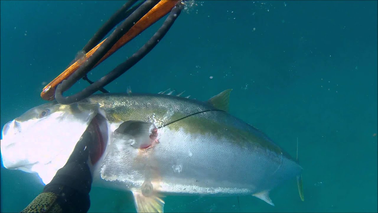 spearfishing nz 2015 summer YouTube