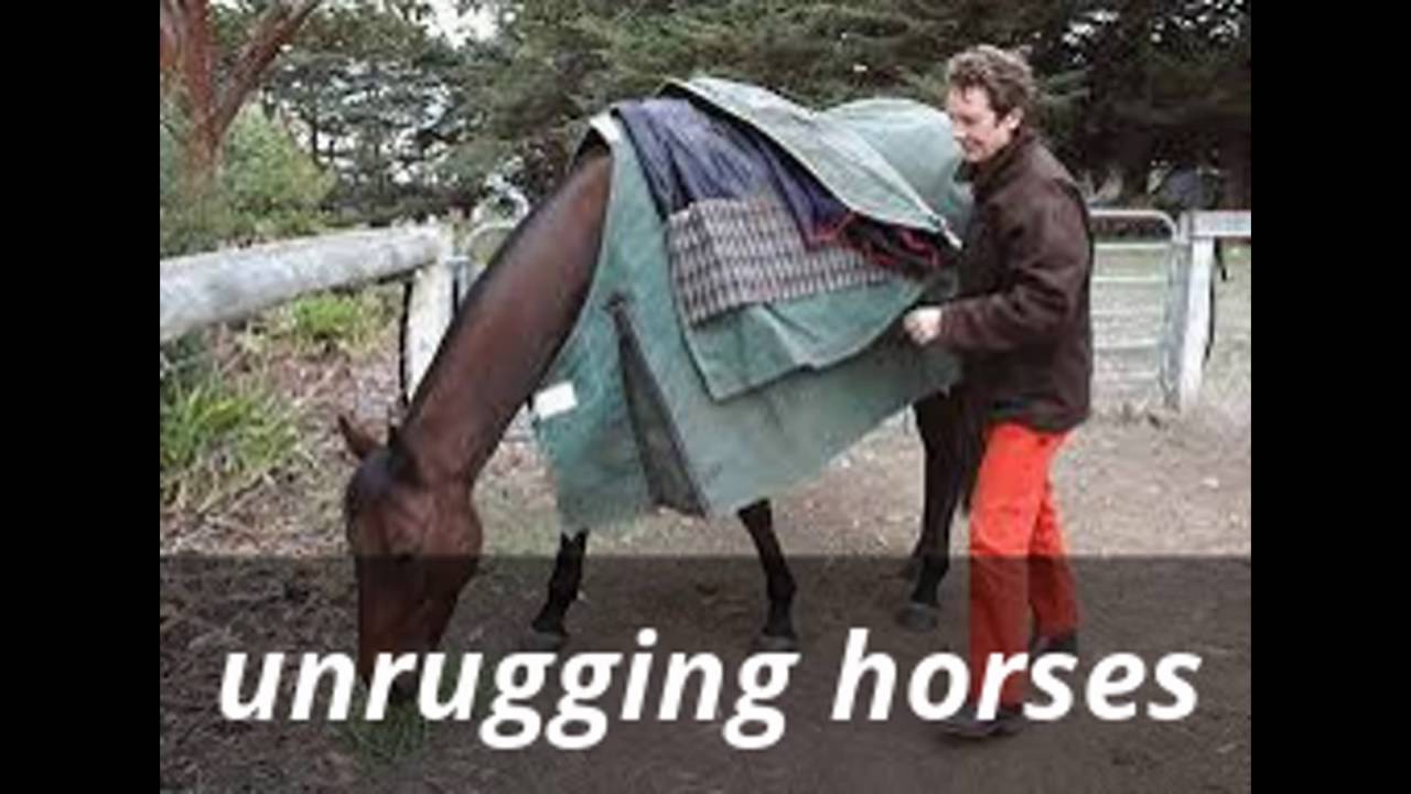 Everyday Stable Chores