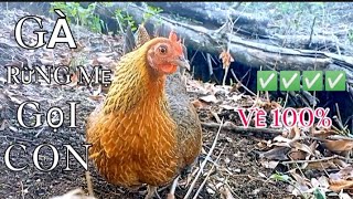 Tiếng gà rừng mẹ gọi con về 100%, Hiệu quả nhất 2024. Poj qaib qus cuab nrhiav me nguam ✔️✅