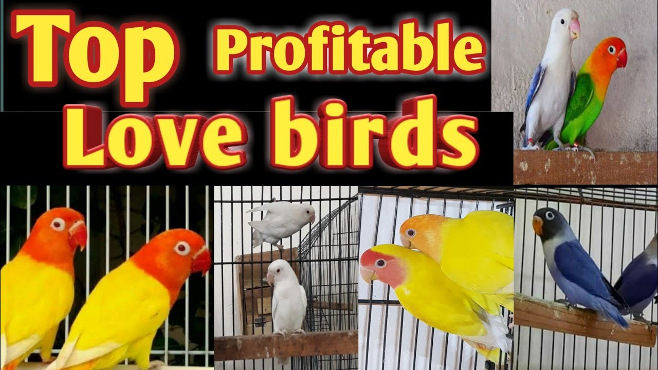 Top 5 Profitable Love Birds l Top best Quality Parrots For Profit l Top Profitable Lovebirds