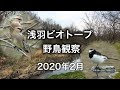 野鳥観察・浅羽ビオトープで出会った野鳥/浅羽ビオトープ・バードウォッチング・2月 /4K