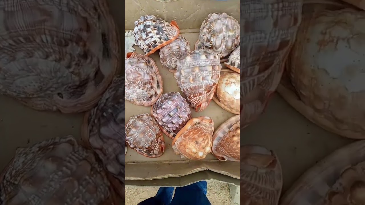 Sea shells at Fort Jesus Kenya Kenya Safaris 