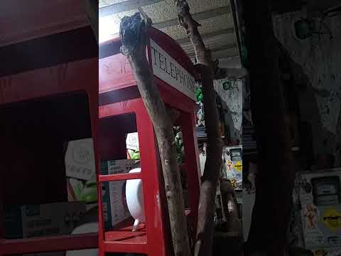 Sorteio gavião madeiras