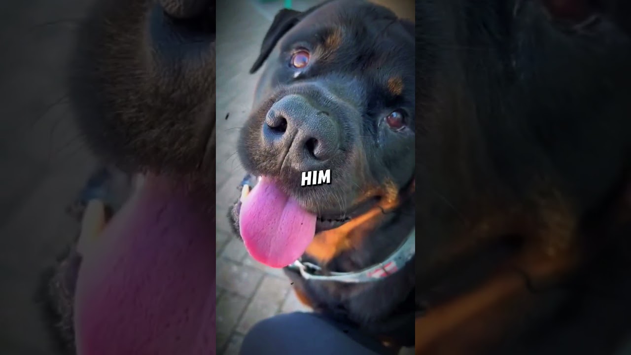Dog Breaks the Rules to Swim in the Pool 😂💦 | “Don’t Tell Your Mom!”