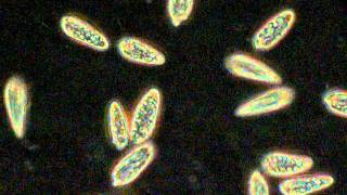Chilomonas sp.