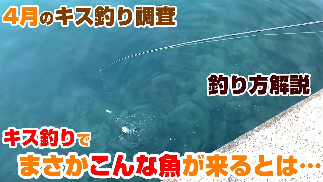 春のキス 初心者でも簡単ちょい投げキス釣りで大爆釣 思わぬ魚も 釣り動画