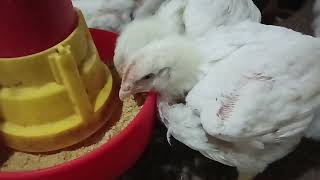 Eros com o comedor
