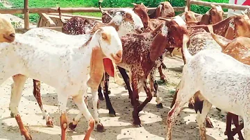 Popularity & Demand for Makhi Cheeni Goats in Pakistan