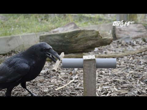 Video (VTC14)_NGHIÊN CỨU: QUẠ THÔNG MINH HƠN CHÚNG TA TƯỞNG - youtube