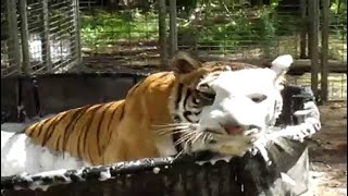 Tigers Having A Bubble Bath