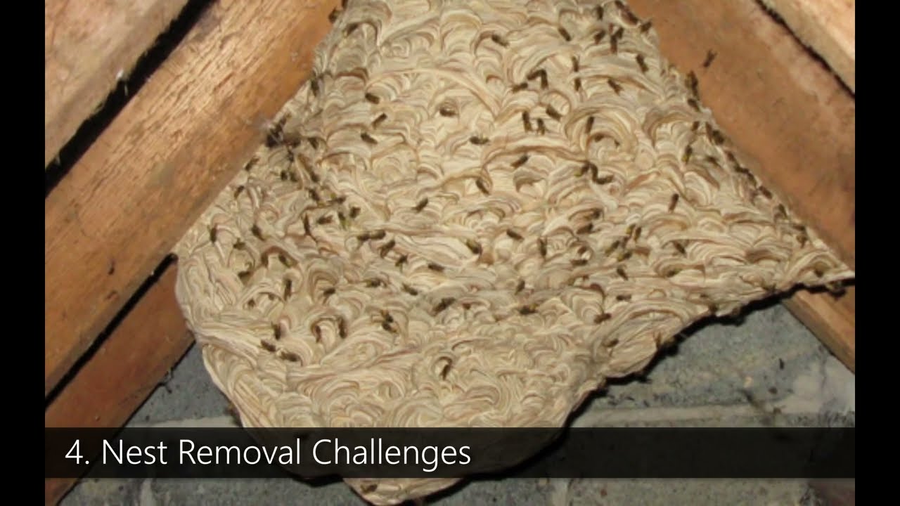 Why DIY Wasp Control Is Dangerous | Zest Wasp Removal