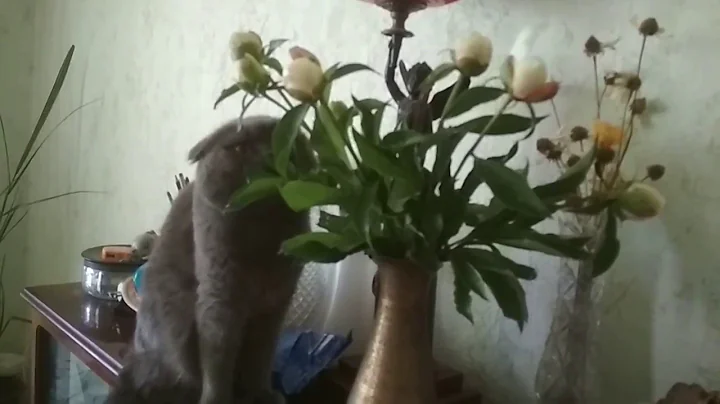 Video 10944841: british shorthair cat eating