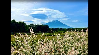 富士本栖湖リゾート ピーターラビット イングリッシュガーデン のライブ映像