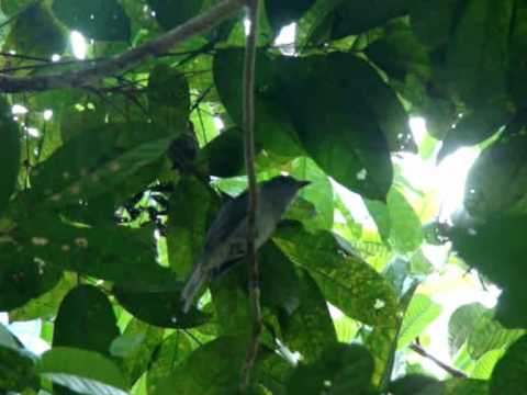 Canto Do Pássaro Peito De Aço Peito De Aco 1 Estufando Peito Seu Cantar Se Espalha Pela Mata Adentro Youtube