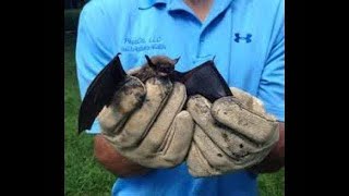 🦇EMERGENCY BAT REMOVAL NEAR ME - CALL US 24-HOURS (732) 600-1974 Bat Removal Near Me New Jersey 🦇