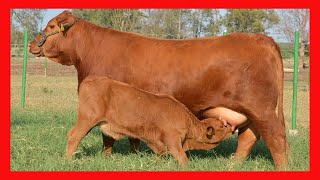 🏆 GANADO BRANGUS ROJO EN MEXICO 🔴 RANCHO LOS NOGALES ✅ Ganado de Engorde