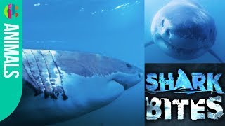The Great White Shark | Shark Bites