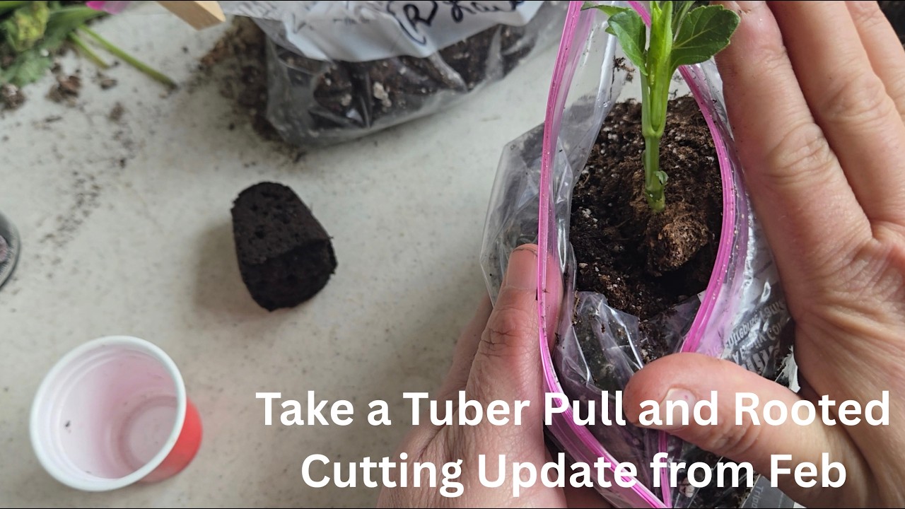 Tuber pull and Rooting Cutting update