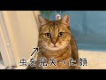 虫を捕まえようとするもすぐに見失ってキョトン顔する猫