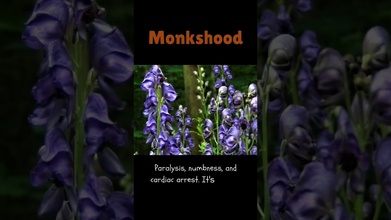 5 European Plants That Can Kill You! 