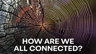 Trees and Webs | The Light of Evolution - Episode 4